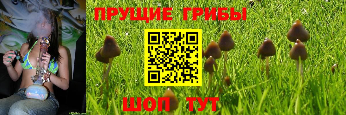 Россия  Псилоцибиновые грибы Psilocybine cubensis  Вход с VPN 